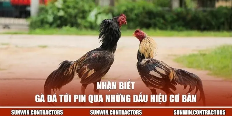 Nhận biết gà đá tới pin qua những dấu hiệu cơ bản