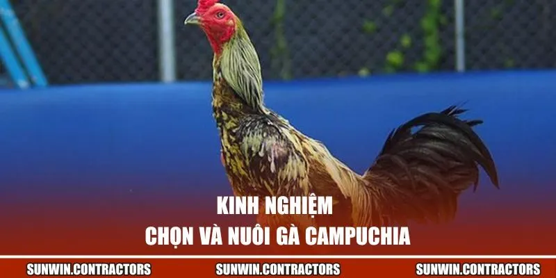 Kinh nghiệm chọn và nuôi gà Campuchia từ SUNWIN