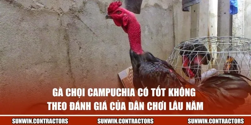 Gà chọi Campuchia có tốt không theo đánh giá của dân chơi lâu năm